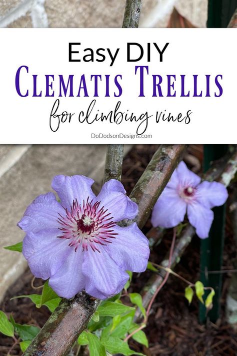 I needed a trellis for my clematis to grow on but didn't want the store bought versions. So, I made my own rustic trellis for the climbing vines out of tree branches. I LOVE the rustic look in my garden. This is an easy DIY garden project you can do in a day. Trellis For Clematis, How To Build A Trellis For Vines, Diy Clematis Trellis Ideas, Homemade Trellis Ideas, Clematis Trellis Ideas, Trellis Ideas Diy Climbing Vines, Diy Trellis Ideas, Cheap Trellis, Raspberry Tree