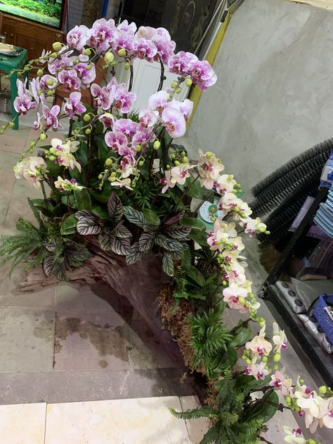 Orchid Setup, Orchid Arrangements Ideas, Orchid Display Ideas, Orchid Display, Orchid Flower Arrangements, Orchid Collection, Indoor Water Garden, Orchid Centerpieces, Orchid Planters