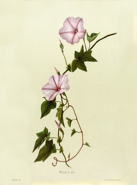 Ipomoea cairica - circa 1885 | From our collection of botani… | Flickr Morning Glory Tattoo, Hawaiian Plants, Hawaiian Tattoo, Shapes Images, Botanical Artwork, Flower Tattoo Designs, Flower Prints Art, Botanical Drawings, Water Painting