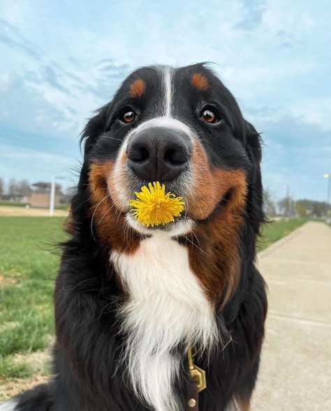 Bernice Mountain Dog, Burmese Mountain Dogs, Bernese Dog, Bernese Mountain Dog Puppy, Funny Pets, Super Cute Animals, Mountain Dog, Bernese Mountain, Silly Animals