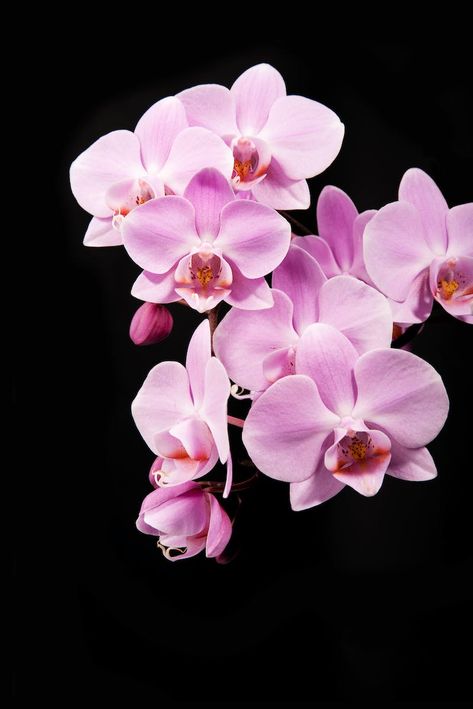 Singapore Orchid Flowers Photos, Download The BEST Free Singapore Orchid Flowers Stock Photos & HD Images Singapore Orchid, July Flowers, Orchid Flowers, Photos Hd, Orchid Flower, Vinyl Projects, Flower Photos, Tropical Flowers, Hd Images