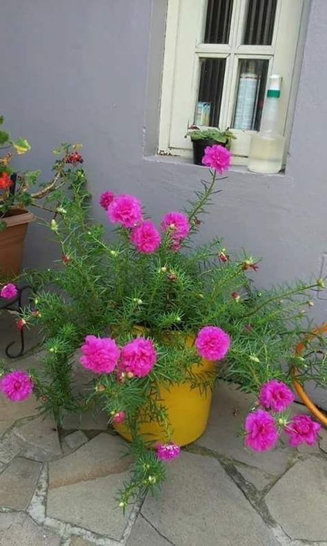 Garden Ideas Aesthetic, French Garden Ideas, Aesthetic Garden Ideas, Landscape Garden Ideas, Portulaca Flowers, Flower Garden Pictures, Patio Flowers, نباتات منزلية, Small Backyard Landscaping Ideas