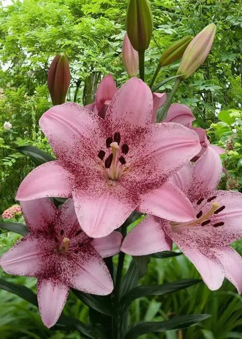 Asian Lily, Asian Lilies, Asiatic Lily, Lily Bulbs, Asiatic Lilies, Garden Seeds, In Bloom, Cut Flowers, Turks And Caicos Islands