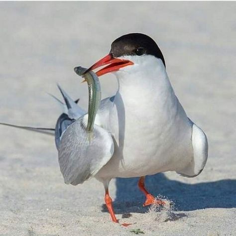 Arctic Tern, World Birds, Crazy Bird, Wild Nature, Bird Pictures, Birdwatching, Sea Birds, Bulldog Puppies, Bird Photography