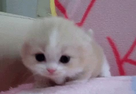 Cat Kawaii GIF - Cat Kawaii Mew - Discover & Share GIFs Kitten Meowing, Kitten Love, Kitten Gif, Cute Cat Gif, Little Kittens, Cute Kittens, Silly Cats, Doja Cat, Funny Animal Pictures