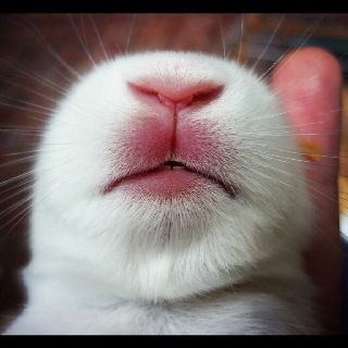 Rabbit nose! #cute #animal #pet #rabbit #baby #white Rabbit Nose, Animal Noses, House Rabbit, Rabbit Baby, Bunny Face, Woodworking Guide, Pet Rabbit, Detailed Drawings, Woodworking Projects Plans