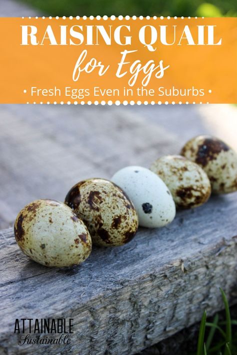 Quail eggs may be small, but so are the quail. Small enough that they can be a great alternative to egg laying hens in the suburbs or in urban settings where they can be raised indoors. Raising quail for quail eggs and meat is a good alternative for small homesteads or those yearning for a homestead in the city. #poultry #homestead #eggs Quail Raising, Pickled Quail Eggs, Egg Laying Hens, Coturnix Quail, Quail Coop, Raising Turkeys, Farming Ideas, Chicken Incubator, Best Egg Laying Chickens