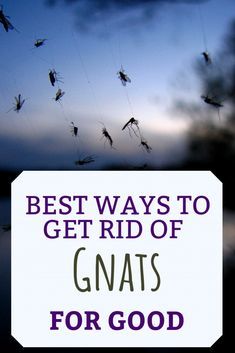 What are gnats, what is it that attracts them, how did they get inside my house, how do I get rid of them, and how do I prevent them from coming back? Find in-depth answers and how-to instructions to eliminate gnats for good. Gnat Repellant, Getting Rid Of Nats, Gnat Bites, How To Kill Gnats, Gnat Spray, Gnats In House Plants, How To Get Rid Of Gnats, Gnat Traps, Get Rid Of Spiders