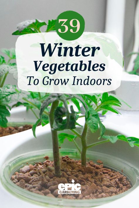 Small indoor seedling growing in a small container Garden Winter Ideas, Growing Food Indoors Winter, Vegetable Gardening In Pots, Indoor Food Garden Ideas, Beginner Gardening Vegetables, Indoor Veggie Garden, Winter Vegetable Gardening, Vegetables To Grow Indoors, Growing Winter Vegetables