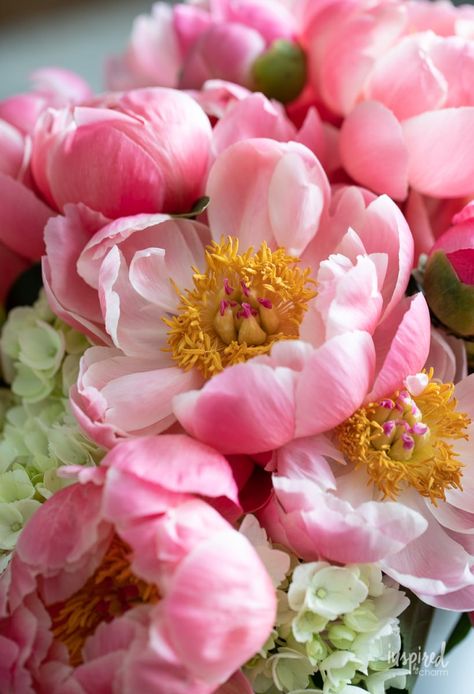 Make the most of peony season with this detailed tutorial on creating beautiful floral arrangements. This guide covers everything from selecting peonies at their peak, to arranging them in a vase that complements their beauty. Get ready to transform your home with beautiful peony arrangements. Peony Bush, Peonies Season, Peony Arrangement, Growing Peonies, Diy Entryway, Wholesale Flowers, Big Flowers, Birthday Flowers, Flower Illustration