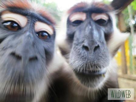 Classic Monkey Selfie!  Taken at one of our projects in Nigeria: http://bit.ly/Y6dr5l Monkey Selfie, Two Monkeys Selfie, Monkey Selfie Funny Faces, Funny Monkey Memes, Funny Monkey Memes Hilarious, Sky Photography Nature, Meme Face Funny Monkey, Wildlife Travel, Mobile Legends