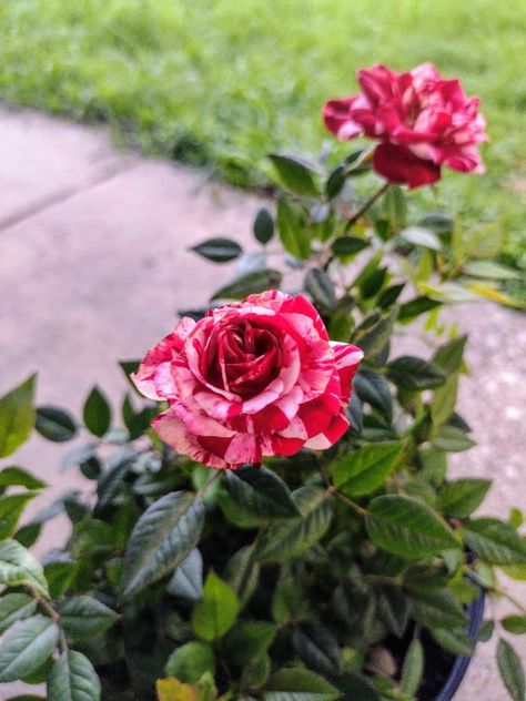 Neil Diamond Hybrid Tea Rose Hybrid Tea Rose, Goth Garden, Neil Diamond, Hybrid Tea Roses, Tea Rose, Tea Roses, Rose Bouquet, Roses, Tea