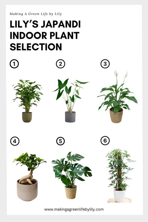 Lily's Japandi Indoor Plants Selection Japandi With Plants, Japandi Style Indoor Plants, Japandi Plants Decor, Japandi Plants Living Room, Japanese Indoor Plants, Japandi Plants, Japandi Lounge, Indoor Plants Ideas Decor, Japandi Style Home