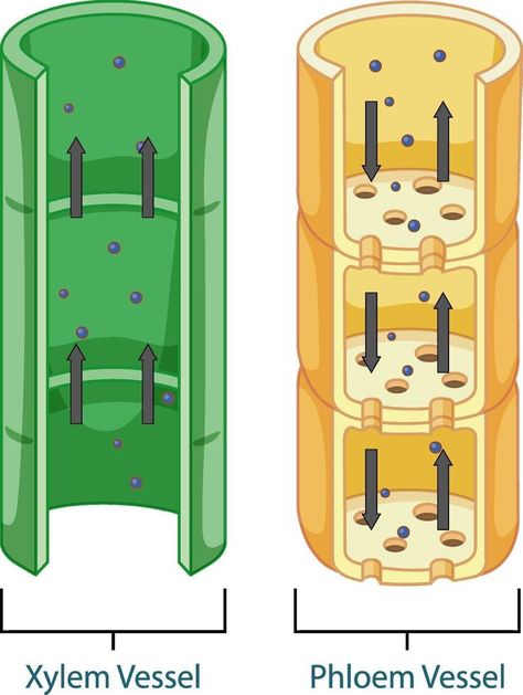 Plant Tissue Diagram, Vascular And Nonvascular Plants Activity, Tissue Biology, Plant Biology, Biology Plants, Plants Vector, Nature Cartoon, Background Education, Learn Biology