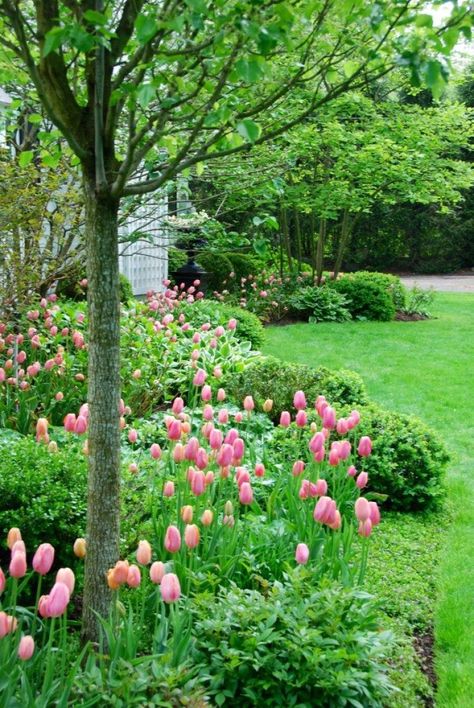 Pretty Pink Tulips - The Glam Pad Planting Tulips, Glam Pad, Spring Garden Flowers, Cottage Garden Plants, Tulips Garden, Front Landscaping, Garden Bulbs, Pink Garden, Spring Bulbs