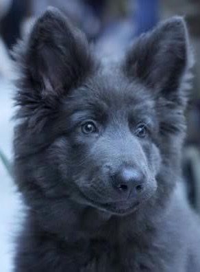 Alyssa Animal, Blue Shepherd, Blue German Shepherd, Domesticated Animals, Black German Shepherd, Blue Bay, Shepherd Puppy, Wolf Dog, Sweet Dogs