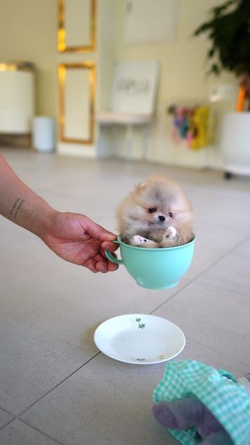 Toy Pomeranian Puppy, Tea Cup Puppies, Pomeranian Teacup, Tea Cup Puppy, Teacup Pomeranian For Sale, Teacup Pomeranian Full Grown, Tea Cup Pomeranian, Pomeranian Puppy Teacup, Tiny Puppies Tea Cups For Sale