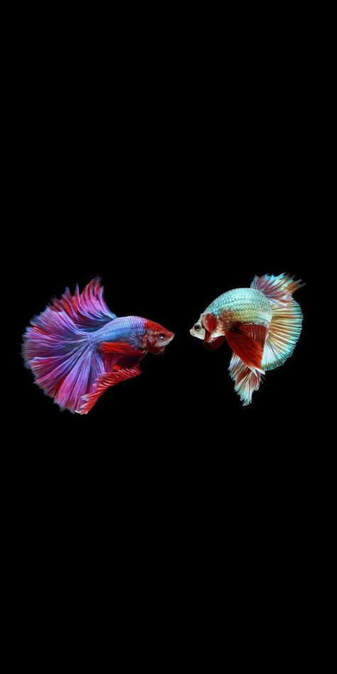 Betta Fish Wallpaper, Wallpaper Bright, Fish Wallpaper, Betta Fish, Galaxy Wallpaper, Fish Pet, Fish, Wallpapers, Wall