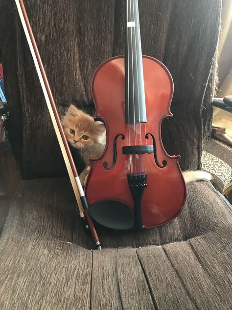 Violin