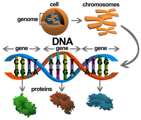 Gene Mutation Biology, Molecular Genetics Notes, Mendelian Genetics, Structure Of Chromosomes Notes, Dna And Genes, Dna Activities, Dna Facts, Mitochondrial Dna, Genetic Variation