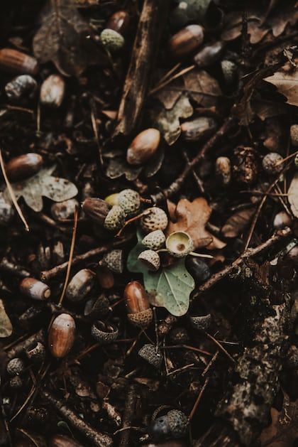 Acorn Aesthetic, Cleome Spinosa, Delphinium Grandiflorum, White Pine Cone, Leaves Photo, Buy Plants Online, Seed Company, Dry Leaf, White Pine