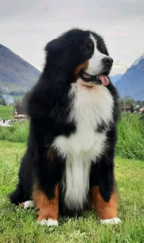 BERNESE MOUNTAIN OWNERS AND LOVERS | Perfect shoot ❤❤ | Facebook Bernese Mountain Dog Blue Eyes, St Bernese Mountain Dog, Burmese Mountain Dog, Burmese Mountain Dogs, Bernese Dog, Schnauzer Grooming, St Bernards, Wild Country, Bernese Mountain Dogs