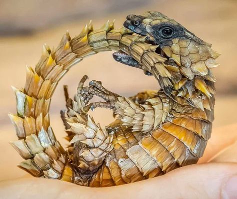 Armadillo Lizard, Lizard Habitat, Turtle Facts, Animal Tails, Animal Groups, Animal Facts, Animal Sketches, Reptiles And Amphibians, Pet Costumes