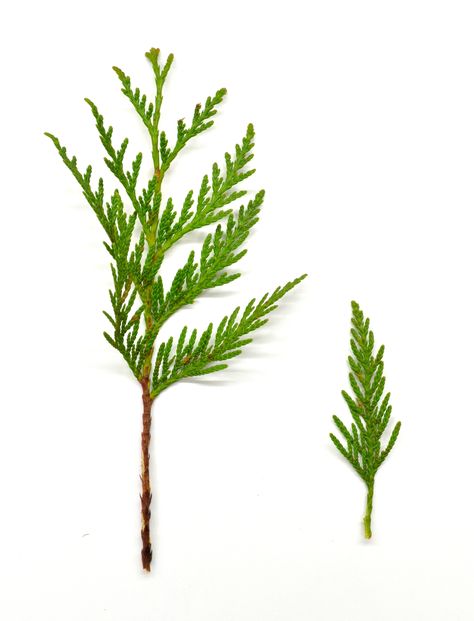 Cedar Sprig, Cedar Plant, Plant Art, Real Flowers, Trees To Plant, Planting, Wild Flowers, Floral Design, Flash