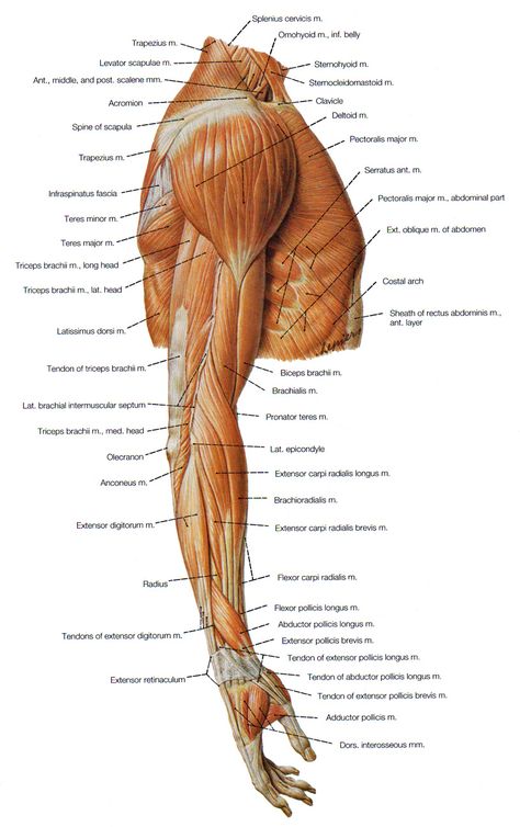 muscles of the shoulder, the arm and the forearm lateral view Muscle Skeleton, Body Muscle Anatomy, Shoulder Anatomy, Muscle Diagram, Arm Anatomy, Leg Anatomy, Human Muscle Anatomy, Muscle Structure, Human Body Anatomy