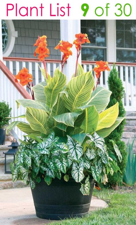 Colorful Mixed Pots Flower Gardening with 30 Plant Lists! - A Piece Of Rainbow Canna Lilies, Tropical Patio, Longfield Gardens, Summer Bulbs, Canna Lily, Container Garden Design, Container Gardening Flowers, Patio Plants, Garden Containers