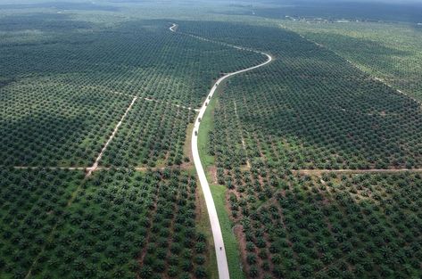 Indonesia threatens to quit Paris climate deal over palm oil - Reuters Environmental Damage, Endangered Animals, Sustainable Business, Aerial Photo, March 27, World Trade, European Union, The European Union, Natural Resources