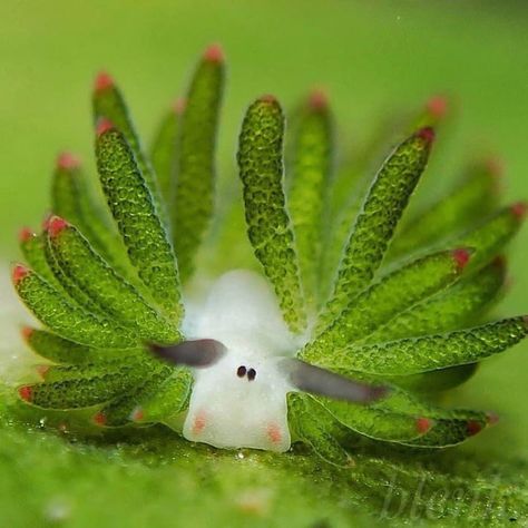 The Leaf Sheep Sea Slug is one of the only animals in the world that can perform photosynthesis. This process essentially makes them solar-powered slugs! (credit: jun.bintangdivers) Leaf Sheep Sea Slug, Leaf Sheep, Creature Marine, Deep Sea Creatures, Beautiful Sea Creatures, Sea Slug, Underwater Life, Aquatic Animals, Pretty Animals