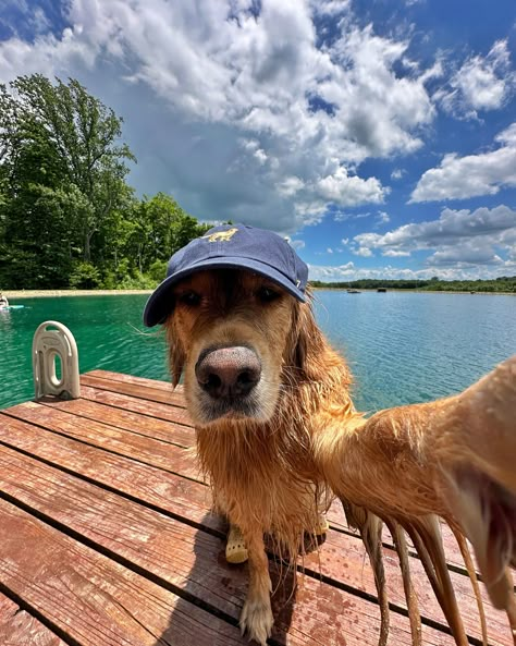 Summer days wouldn’t be the same without my @47 hat from the Dog Collection 🧢 use code DONUT20 for 20% off your purchase at 47brand.com #ad #47brand 47 Hat, Dogs With Hats, Animals In Art, Dog With Hat, Golden Retriever Beach, Golden Retriever Wearing Hat, Golden Retriever Puppy At The Beach, Golden Retriever Aesthetic Beach, Dog Summer