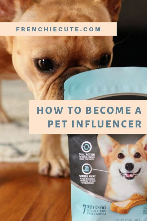 You have an adorable pet on Instagram and want to know how pet influencers work with brands or how brand find and pay pet influencers to create content, keep reading... Dog Influencer Instagram, Dog Influencer Ideas, Dog Influencer, Pet Influencer, Influencer Photoshoot, Pet Instagram, Pet Care Business, Dog Instagram, Pet Project