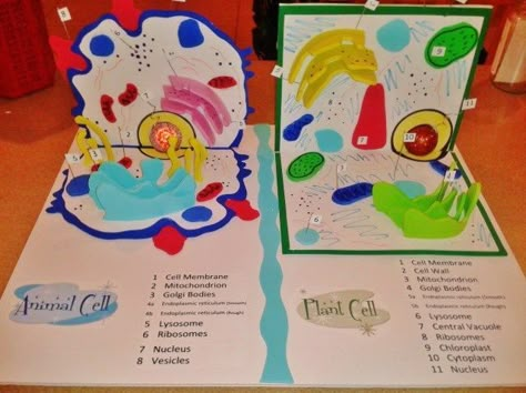 Plant Cells Project Ideas, Plant Cell Project, Cell Model Project, Animal Cell Project, Cell Project, Science Cells, Plant And Animal Cells, Cells Project, Biology Projects