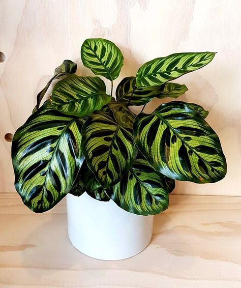 Calathea Makoyana, Peacock Plant, Zebra Plant, Calathea Plant, Herbaceous Perennials, House Plants Indoor, Pretty Plants, Foliage Plants, Plant Mom