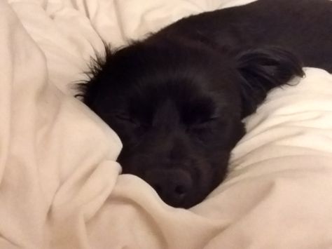 Sleeping Dog Sleeping With Dogs, Dog Sleeping In Bed, Dog Sleeping, Sleeping Dogs, Black Dog, Funny Animal Pictures, Art References, Funny Animal, Animal Pictures