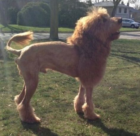 Lion Cut Dog, Dog Mohawk, Doodle Haircuts, Goldendoodle Haircuts, Doodle Google, Dog Haircut, Coat Types, Dog Haircuts, Lion Dog