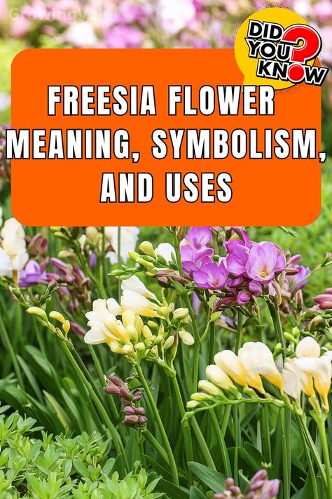 Freesia Flower Meaning Freesia Bouquet, Freesia Flower, Floral Crafts, Freesia Flowers, Flower Meanings, Different Cultures, Floral Craft, Sweet Fragrances, Bouquets