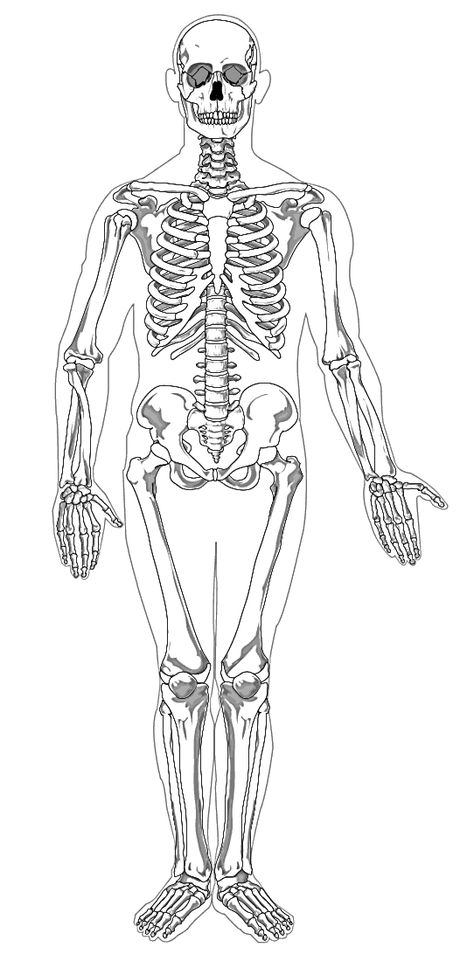 Andrew T. Still establishes osteopathy, a branch of medicine that stresses the importance of healthy bones and muscles to one’s overall health. Enjoy this skeleton worksheet and activity, part of the 1874 Teachable #Timeline #Roundup. Inner Ear Diagram, Human Skeleton Labeled, Anatomical Position, Ear Diagram, Skeletal System Anatomy, Skeleton Human, Human Body Worksheets, Human Skeletal System, Anatomy Organs