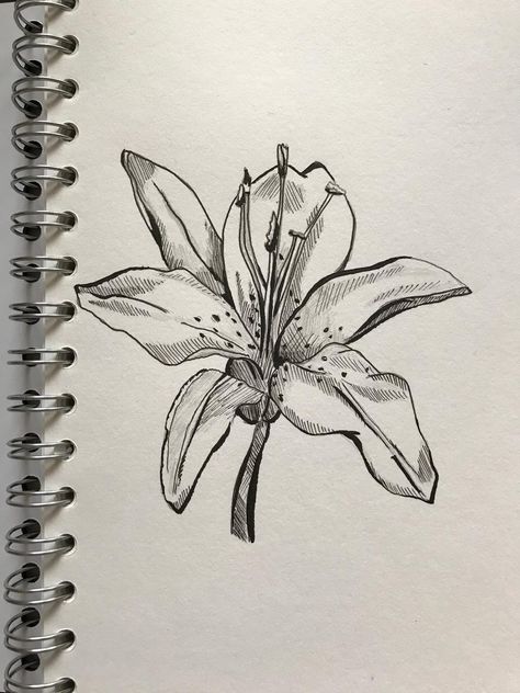 Liner Drawing Sketch, Fine Liner Flowers, Lilly Sketch, Line Work Flowers, Fine Liner Sketch, Fine Liner Drawings, Flower Sketch Pencil, Lily Drawing, Tiger Lily Tattoos