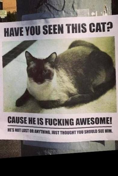 have you seen this cat? He's not lost, just awesome! Missing Cat Poster, Funny P, Cat Language, Funny Bunnies, Cat Posters, Have You Seen, A Sign, Animal Memes, Crazy Cats