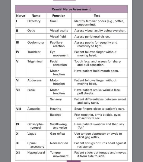 Cranial Nerves Cranial Nerve Face Picture, Advanced Physical Assessment, Cranial Nerve Assessment, Cranial Nerves How To Remember, 12 Cranial Nerves, Cranial Nerves Mnemonic, Nerve Anatomy, Nursing Cheat, Basic Anatomy And Physiology