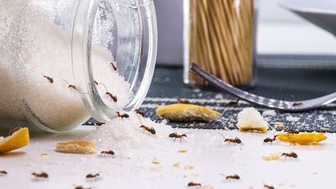 Whatever You Do, Don't Make These Mistakes That Attract Pests To Your Home - House Digest Ants In Kitchen, Paralyzer, Sugar Ants, Ant Infestation, Dawn Dishwashing Liquid, Red Ant, Kill Ants, Rid Of Ants, Get Rid Of Ants