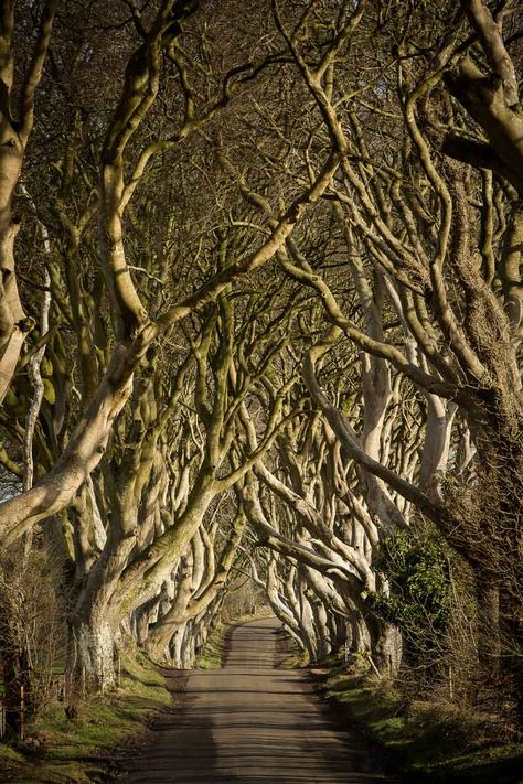 The Dark Hedges, Northern Ireland - The Complete Guide Ireland Halloween, North Scotland, The Dark Hedges, Ireland Aesthetic, Ireland Road Trip, Irish Travellers, Dark Hedges, County Wicklow, Ireland Trip