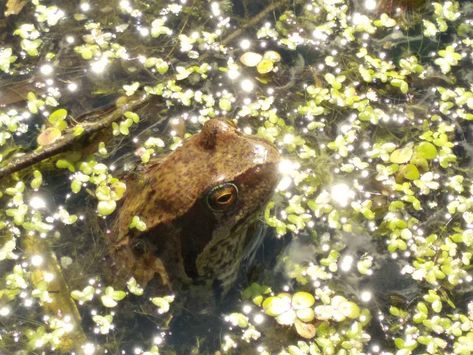 Frog in a pond with a whole lot of sunlight Crunchy Childhood, Frog In A Pond, Frog Pond, A Pond, Winter Scenery, Cute Frogs, Ponds, Frogs, Mixtape