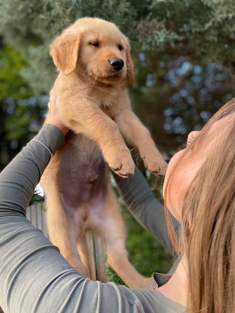 Mom Holding Baby, Holding Puppy, Ap Portfolio, Golden Retriever Baby, Puppy Pose, Dog Mommy, Golden Puppy, Portfolio Ideas, My Bf