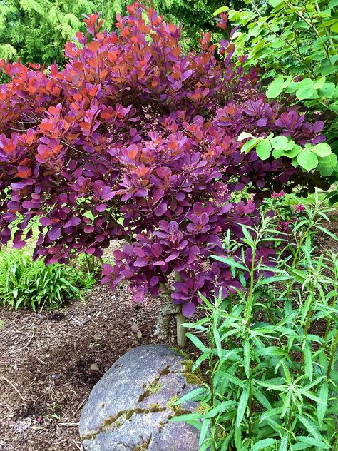 Cotinus coggygria Cotinus Grace, Maine Garden, Cotinus Coggygria, Dream Fairy, Woodland Garden, Fairy Garden, Garden Ideas, Maine, Plants