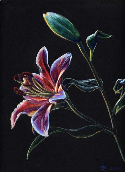 Colored Pencil on Black paper Colour Pencil Art On Black Paper, Colouring On Black Paper, Pencil Colour On Black Paper, Paintings On Black Canvas Acrylic, Coloured Pencil Drawings On Black Paper, Cool Drawings On Black Paper, Cool Black Canvas Paintings, Flower On Black Paper, Pastel On Black Paper Drawings