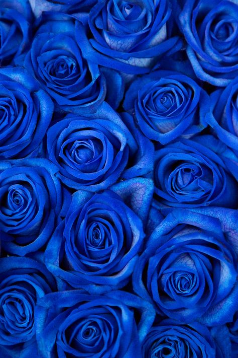 2023 Pedicure, Wallpapers Blue, Blue Flowers Garden, Blue Flower Arrangements, Blue Flowers Bouquet, Blue Roses Wallpaper, Photo Bleu, Blue Aesthetic Dark, Blue Flower Wallpaper